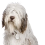 My Family | Hundetegn Bearded Collie | OUTLET